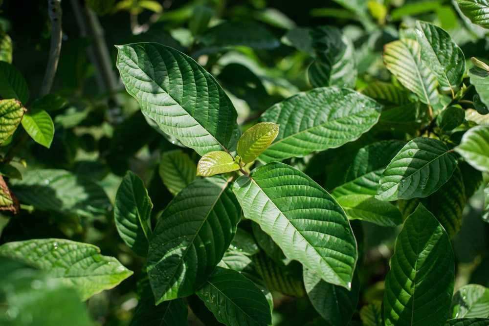 Kratom a nová legislativa rok 2025 